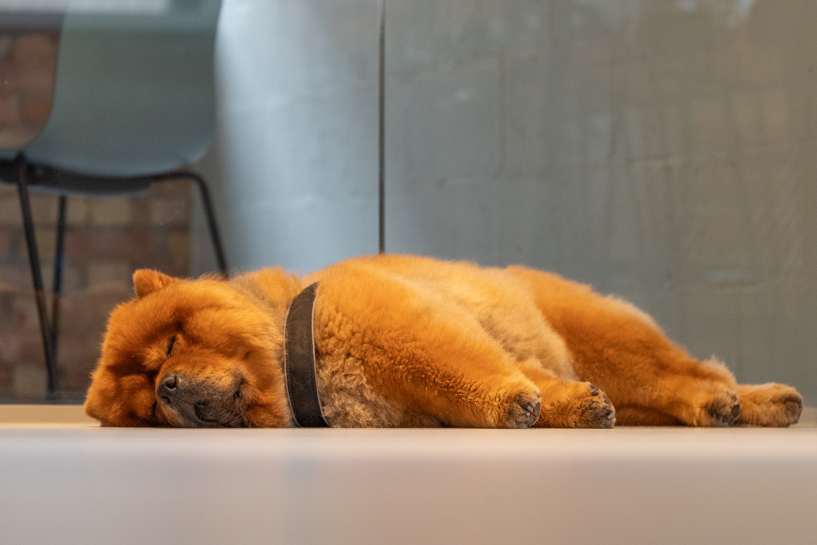 One of our office dogs, Barney, a red Chow Chow, sleeping on our office floor.